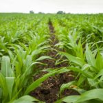 Rows of crops