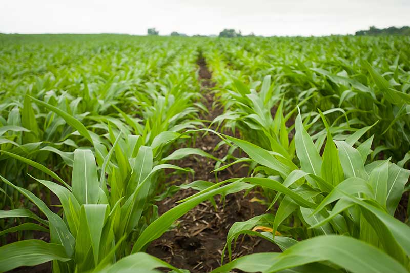 Rows of crops